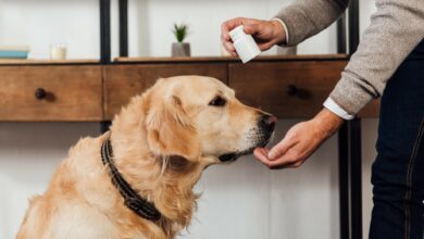 Photo of Dog owners warned that popular dietary supplements can kill their pets